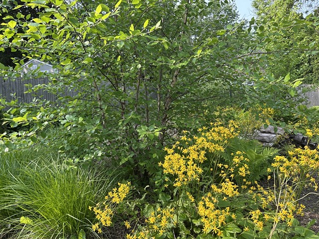 Lawn to Woodland