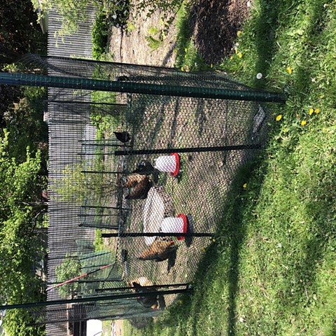 Chickens at work! Summer 2023