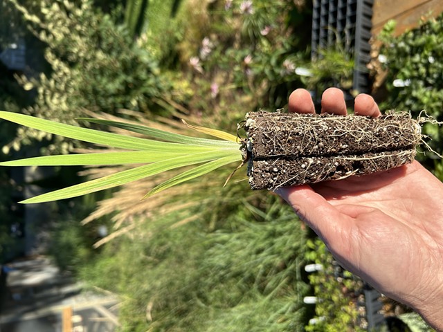 Seed grown iris verisicolor plugs being grown over the summer