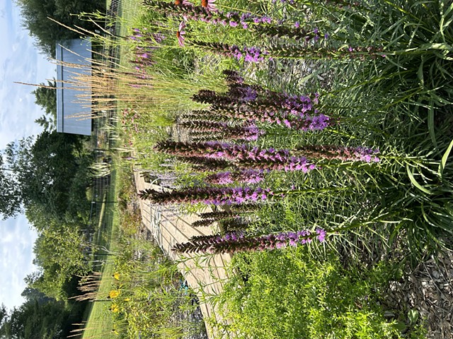 Rain Garden, first season mid-summer