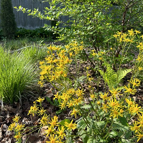 Spring, Year 1