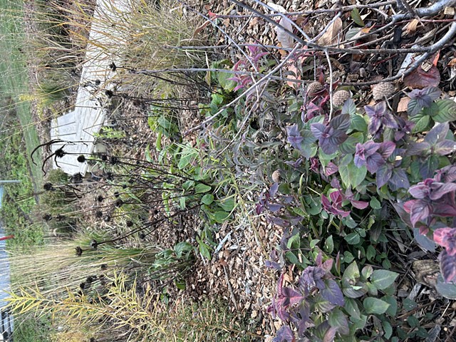 Rain Garden, First Season, November