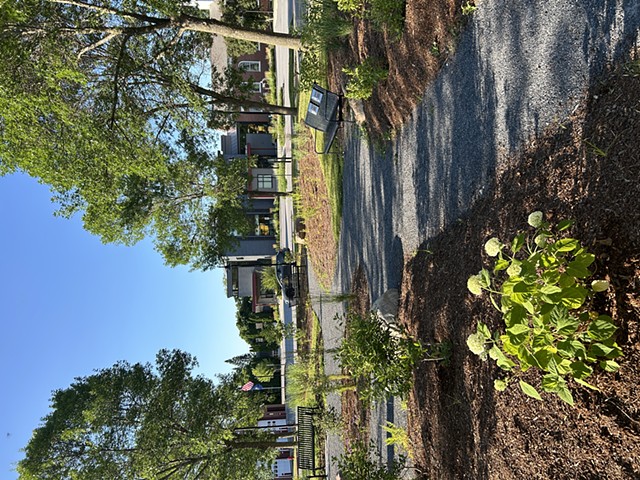 Planting, first year, early July