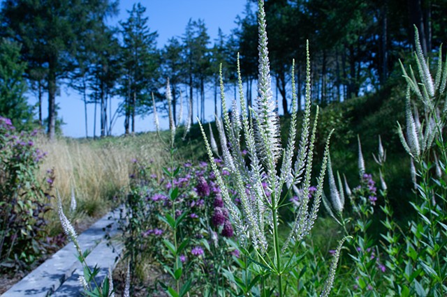 Planting in Year 2 (Veronicastrum virginicum)