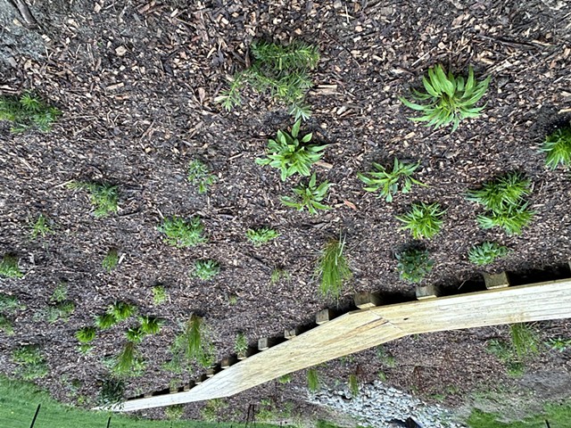 Rain Garden at Planting, May 2024