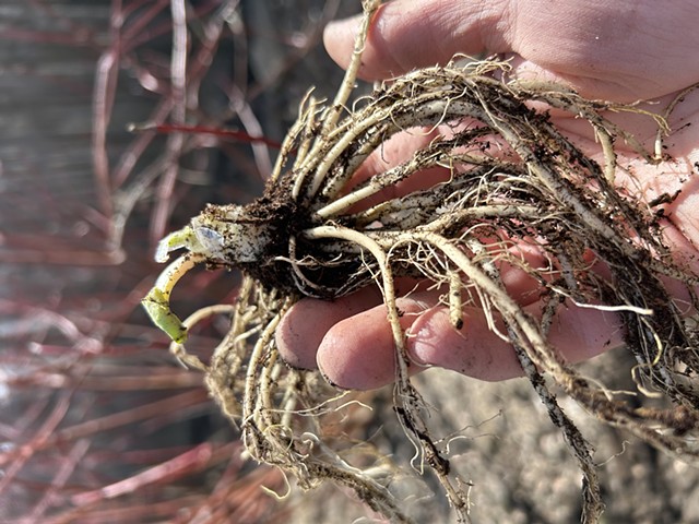 Bare root Caltha Palustrus added to low wet areas