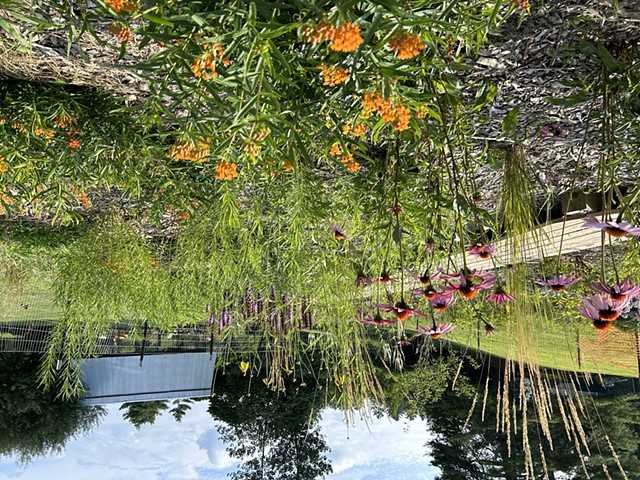 Rain Garden, first season mid-summer