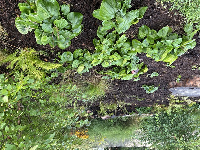 original colony (right) with Packera aurea, and expansion zone (left)