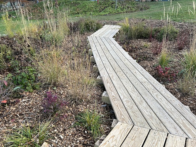 Rain Garden, First Season, November