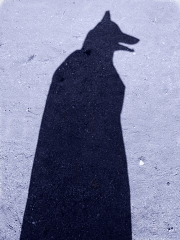 Coyote (Joshua Tree Shadow)