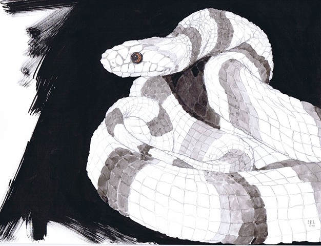 Kingsnake