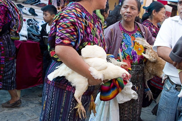 Guatemalan Women w/Chickens