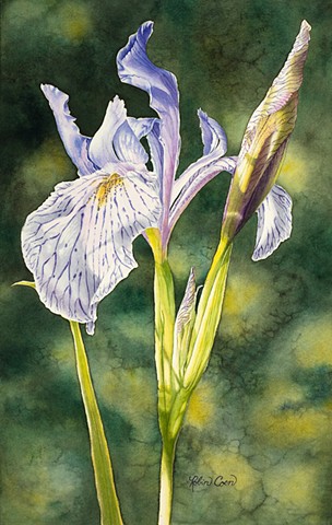 Wild Iris in Elkhorn Mountains