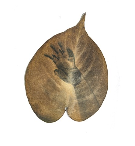 Chlorophyll print on Philodendron Mostera 