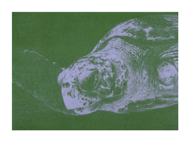 Loggerhead sea turtle (Caretta caretta) - Threatened