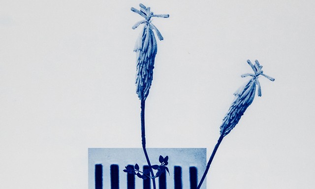 Oak Spring Garden (ongoing)