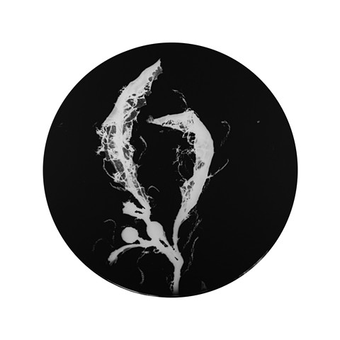 013 sargassum