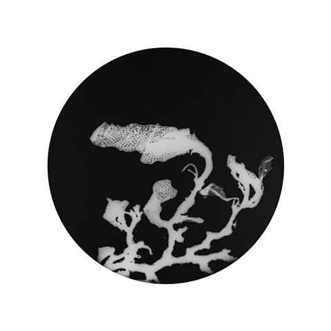 sargassum 003