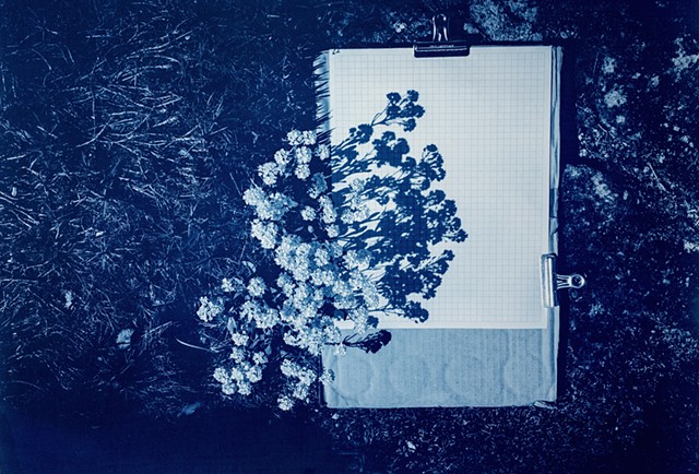 What grows in the cracks (basket of gold)