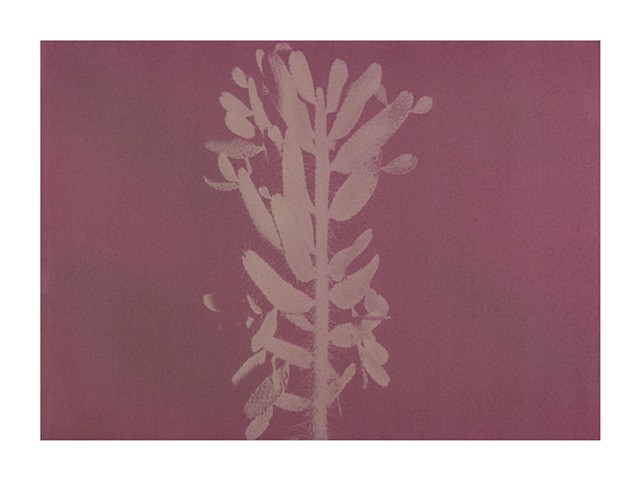 Semaphore Cactus (Consolea corallicola) - Endangered  
