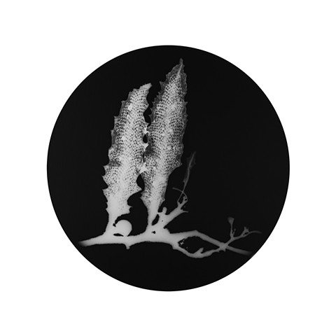 007 sargassum