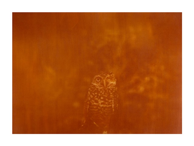 Burrowing Owl (Athene cunicularia) - Threatened / Imperiled