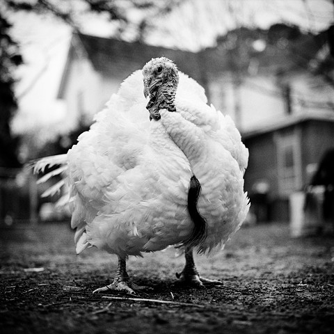 Amelia, Resident of United Poultry Concerns