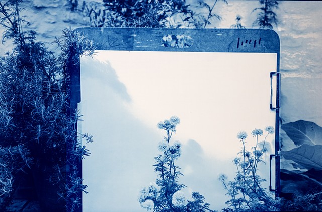 Presenting (blue field gilia)