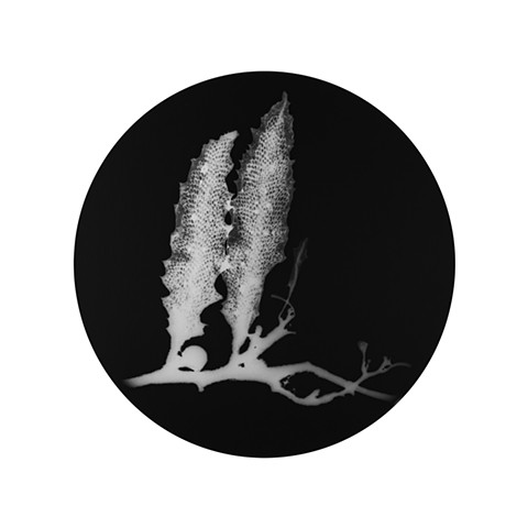 sargassum 005