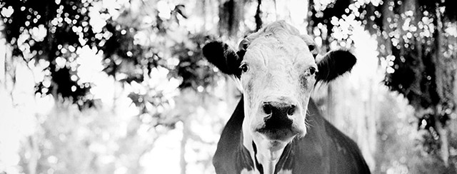 Portraits of Rescued Farm Animals
