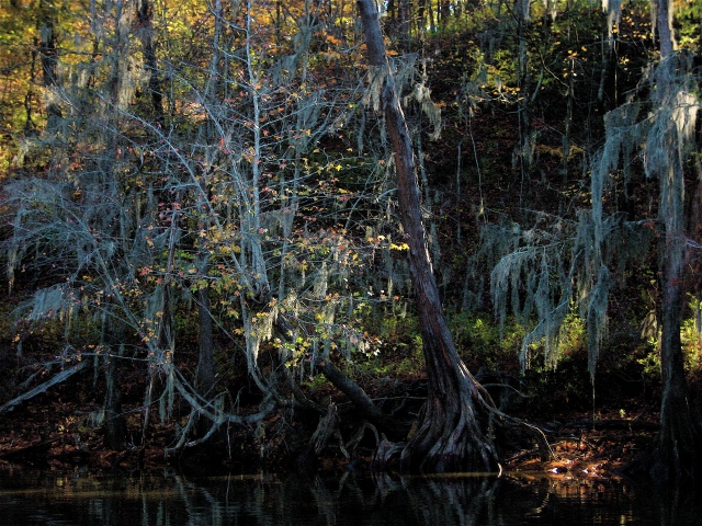 Caddo Lake Shoreline