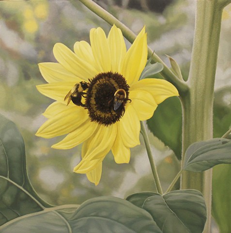 Pollinators