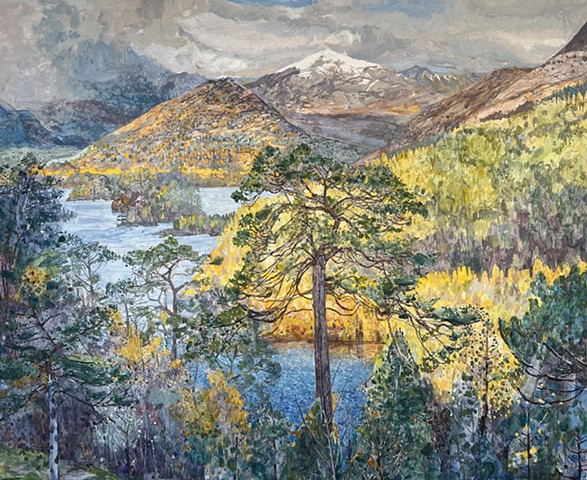 Scots Pine 