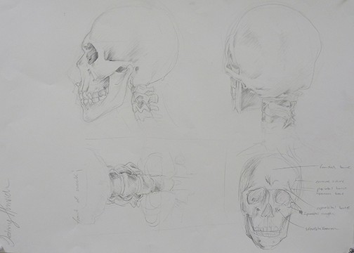 Life Drawing 1/ Skeleton Studies - Skull
Destiny Humrich