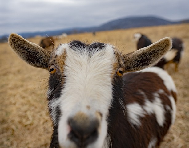 Up Close Goat