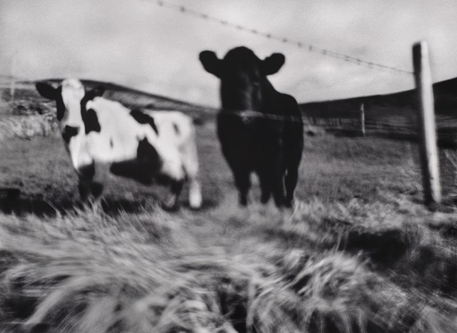 Two Curious Cows, Dingle, Ireland