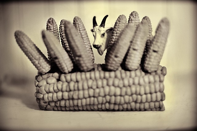 Goat in Corn