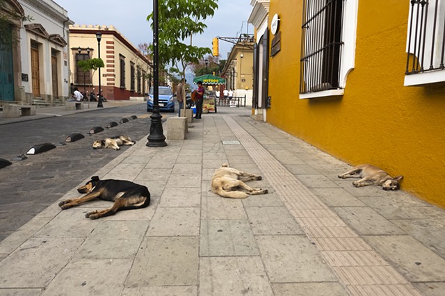 Dog Day Afternoon, Oaxaca, Mexico