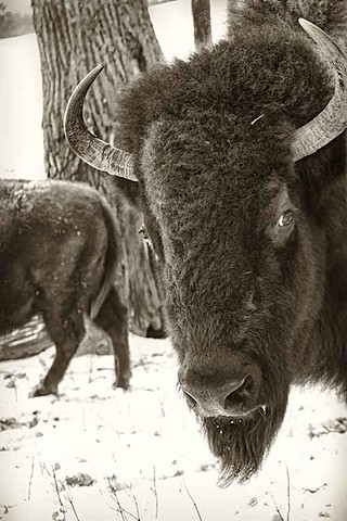 Buffalo Friend