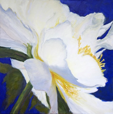 White Peony on Blue