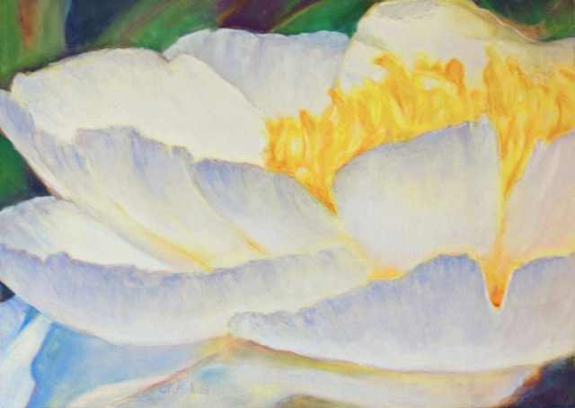 White Garden Peony - sold/donation