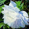 Weir Farm Peony - sold