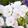 White Lisianthus