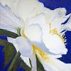 White Peony on Blue