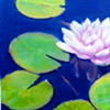 Pink Lily Floating