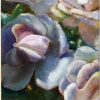 Blush Roses- private collection