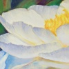 Still Life and Flowers