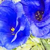 Blue Lisianthus