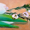 White Tulip