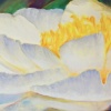 White Garden Peony - sold/donation
